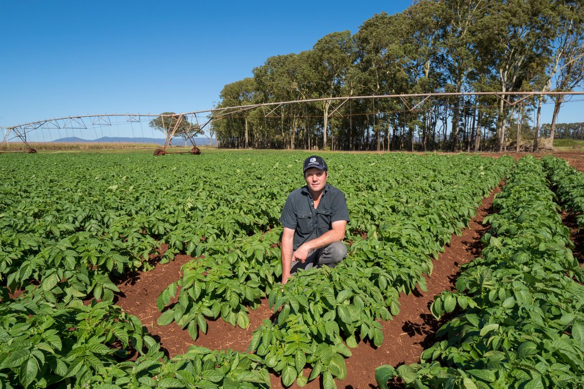 452 willows rd Matt potato farmer 4
